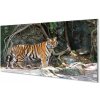 Nástenný panel tiger džungle 100x50 cm
