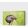 Vymalujsisam.sk Maľovanie podľa čísiel - Slimák Veľkosť: 40x60cm, Rám: Na kartónovej doske
