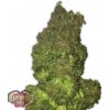 Heavyweight Seeds - Fruit Punch Auto 10 ks - Semená neobsahujú THC