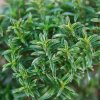 Saturejka horská - Satureja montana P14