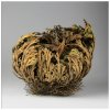 Ruža z Jericha - Selaginella lepidophylla - predaj cibuľovín - 1 ks