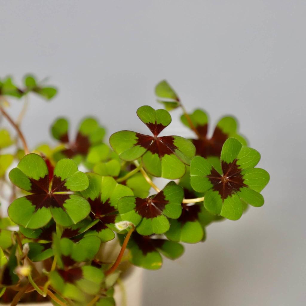 Oxalis Kyslička deppei 7 cm