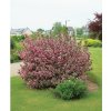 Vajgelia florida 'Purpurea'