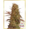 Mr. Hide Seeds - Auto Cream Mass 1 ks - Semená neobsahujú THC