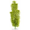 JK ANIMALS Anacharis 25-28 cm