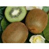Kiwi veľkoplodé Hayward, výška 20-40 cm, kvetináč 12 cm