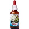 Trávníček Dračia krv - Angelika tinktúra 50 ml