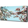 Foto obraz na plátne Kvety magnolie 100x50 cm