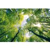 DIMEX | Samolepiaca fototapeta na podlahu FL-255-001 | 255 x 170 cm | Stromy + Modrá, hnedá, zelená vinylová samolepiaca fototapeta na podlahu so zosilnenou lamináciou