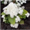 Agerát Aloha biely - Ageratum - predaj semien - 20 ks