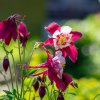 Orlíček Red Stars - Aquilegia caerulea - semená - 100 ks