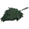 Stabilizovaná papraď - Fern Leather (Colombia)