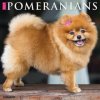 Pomeranians 12 X 12 Wall 2026