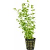Rotala rotundifolia sp. green