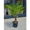Trachycarpus fortunei premium vo výške 160 cm, s výškou kmeňa 44 cm