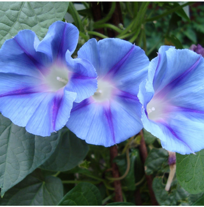 Povojník trojfarebný Blue Star - Ipomoea tricolor - semená - 25 ks