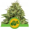 Royal Queen seeds Haze Berry Auto neobsahují THC 5 ks