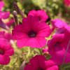 Petúnia Purple Velvet F1 - Petunia hybrida - surfínia - semená - 12 ks