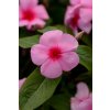 Vinca Catharanthus roseum vzpriamená vinca Titan Series F1 Blush 1000 semien