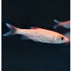 Jalec zlatý 10-12 cm - Leuciscus idus orfus