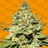 Original Sensible Seeds - Jungle Lava 1 ks - Semená neobsahujú THC