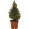 Smrek biely FloraSelf Picea glauca 'Conica' výška 30-40 cm kvetináč 3 l