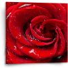 Sablio Obraz Ruža - 50x50 cm