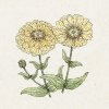 Jora Dahl Zinnia elegans 