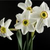 Narcis Poeticus Pheasant eye Recurvus - Narcissus L. - cibuľoviny - 3 ks