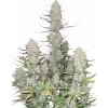 Fastbuds - Tropicana Cookies Auto 3 ks - semená neobsahujú THC