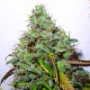 Paradise Seeds White Berry neobsahuje THC 5 semen