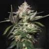 Paradise Seeds Kong 4 AUTO semena neobsahují THC 3 ks