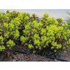 Mliečnik mandľovitý Purpurea - Euphorbia, kont. 0,5 l