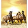 DIMEX fototapeta Cválajúce kone MS-3-0227 - 225 x 250 cm (150g VLIES - LEPIDLO ZADARMO)