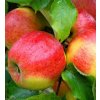 Malus domestica ´ Jonagold ´ Clt.7,5 1/2 Štandard