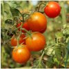 BIO Paradajka kokteilová Primavera - Solanum lycopersicum - bio semená - 7 ks