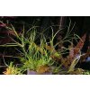 Juncus repens (IN-VITRO Ø 7 cm)