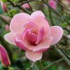Magnólia (Magnolia ´Rustica rubra´) veľkosť 200-220cm
