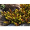 Rozchodník suchomilný Gold - Sedum rupestre, kont. 0,5 l