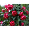 Ruža popínavá Deep Love, výška 150-180 cm, kvetináč 5 l