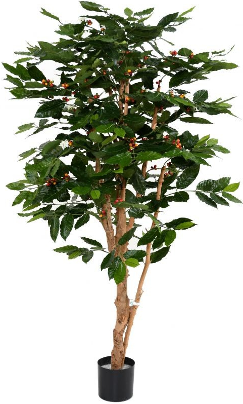Umelý strom Kávovník - prírodné kmene, 175cm