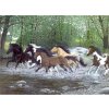 Malování podle čísel - Koně běžící vodou 40 x 30 cm