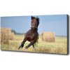 Foto obraz na plátne Kôň v cvale 100x50 cm