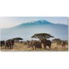 Foto obraz sklenený horizontálny slony Kilimandžáro 100x50 cm