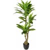 DRACENA STROM V PLAST. KVETINÁČI ZEL.140CM