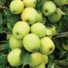 Malus domestica ´ Golden Delicious ´ Clt.7,5 1/2 Štandard