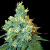 Sensi Seeds - Jack Herer 10 ks - semená neobsahujú THC