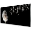 Sklenený obklad Do kuchyne Púpava kvet kvapky 100x50 cm