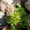 Skalnica strechová - Sempervivum tectorum - predaj semien - 30 ks