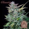 Buddha Seeds Amnesia AUTO semena neobsahují THC 5 ks